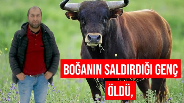 Sarıkamış'ta Boğanın saldırdığı genç hayatını kaybetti,