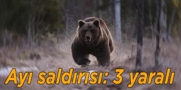 Kars'ta yavrularıyla köye inen bozayı 3 kişiyi yaraladı