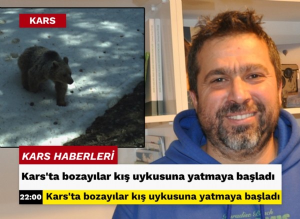 Kars’ta bozayılar kış uykusuna yatmaya başladı